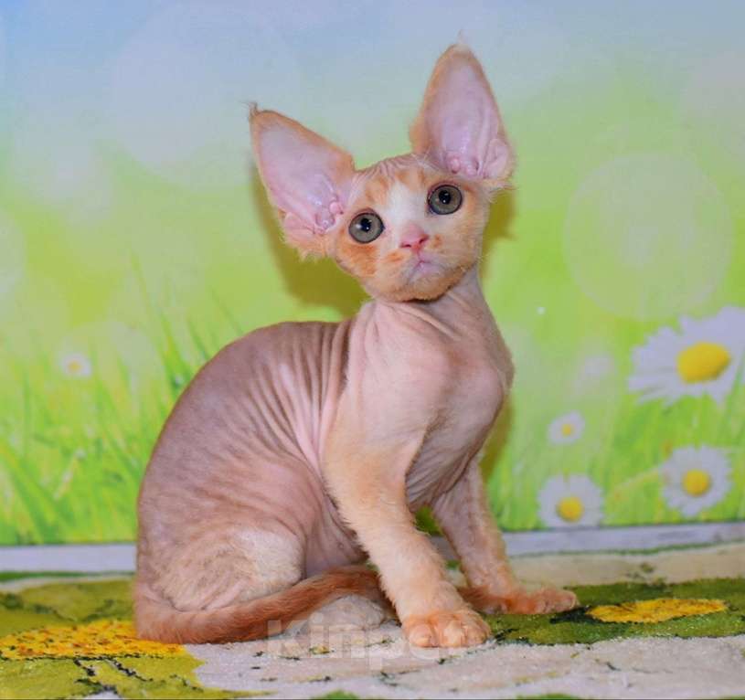 Кошки в Москве: Очаровытельный мальчик красный биколор Мальчик, 70 000 руб. - фото 3