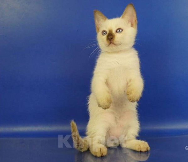 Кошки в Москве: Louis Gamlet Мальчик, 60 000 руб. - фото 3