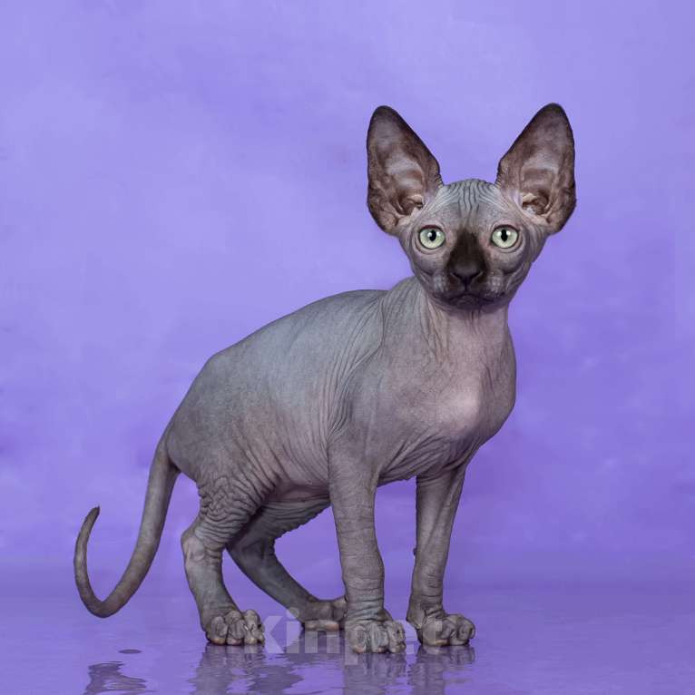 Кошки в Новокузнецке: Котенок канадский сфинкс Эльф Мальчик, Бесплатно - фото 5