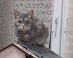 Кошки в Москве: Красивая кошка Конфетка в добрые руки Девочка, Бесплатно - фото 5