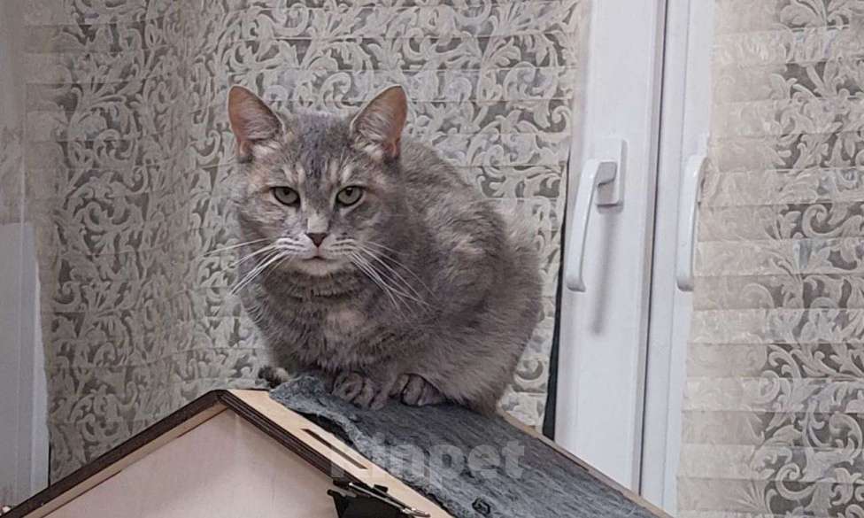 Кошки в Москве: Красивая кошка Конфетка в добрые руки Девочка, Бесплатно - фото 5