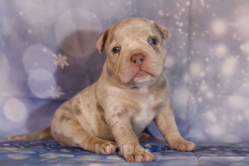 Собаки в Всеволожске: ММ ДРИАДА МЕРЛЕ Девочка, Бесплатно - фото 1