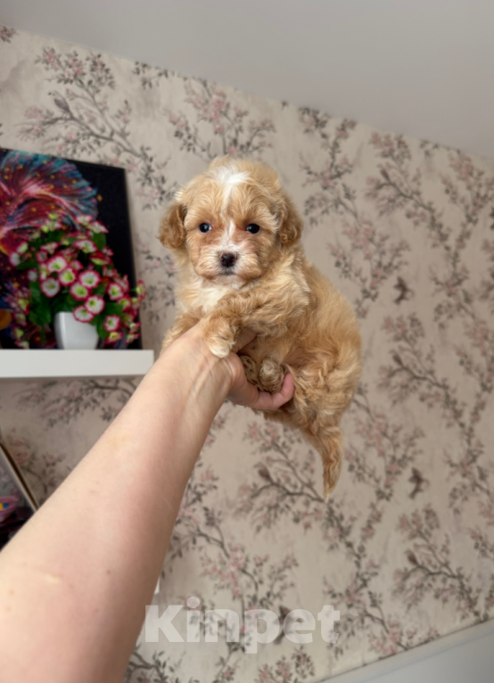 Собаки в Москве: Девочка Девочка, 65 000 руб. - фото 1