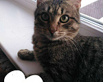 Кошки в Гагарине: Котик ищет дом, Бесплатно - фото 2