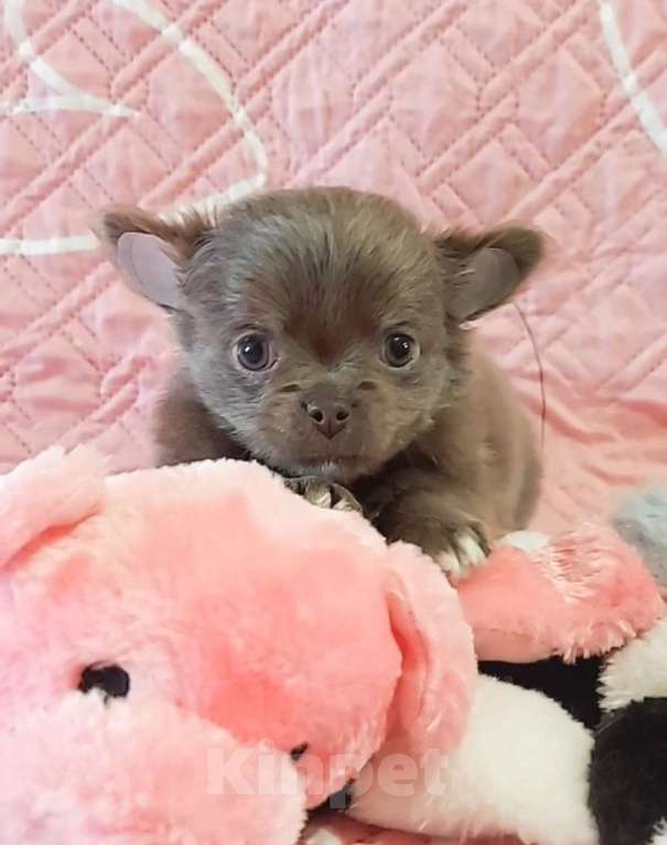 Собаки в Новосибирске: Девочка Чихуахуа Девочка, Бесплатно - фото 3