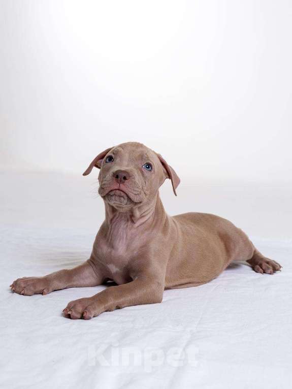 Собаки в Москве: Щенки американского питбуль терьера Мальчик, 70 000 руб. - фото 8