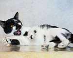Кошки в Москве: Комфортный верный кот Тайр ищет дом Мальчик, Бесплатно - фото 4