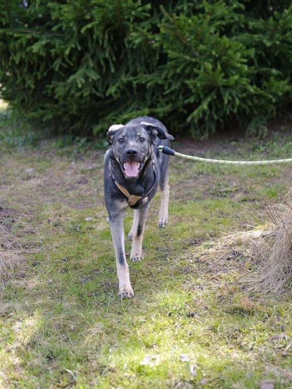 Собаки в Москве: Щенок Кай в добрые руки Мальчик, Бесплатно - фото 3