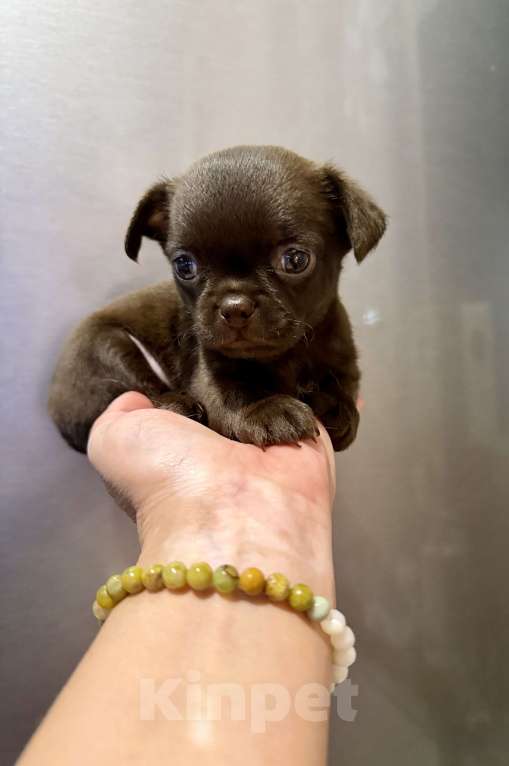 Собаки в Ростове-на-Дону: Мальчик чихуахуа Мальчик, 35 000 руб. - фото 5