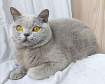 Кошки в Москве: Британский голубой котик, очень ласковый. Мальчик, 60 000 руб. - фото 3