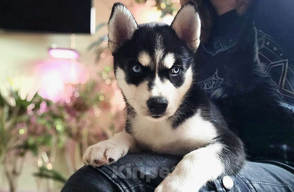 Собаки в Воронеже: Северная Мечта Фиалка Девочка, 9 500 руб. - фото 4