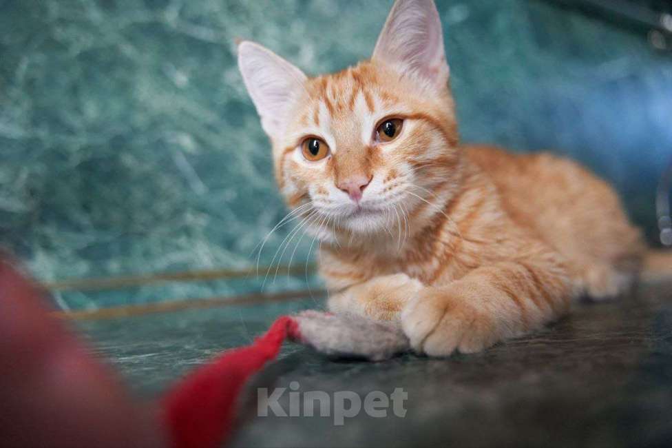 Кошки в Москве: Котенок в добрые руки Мальчик, Бесплатно - фото 3