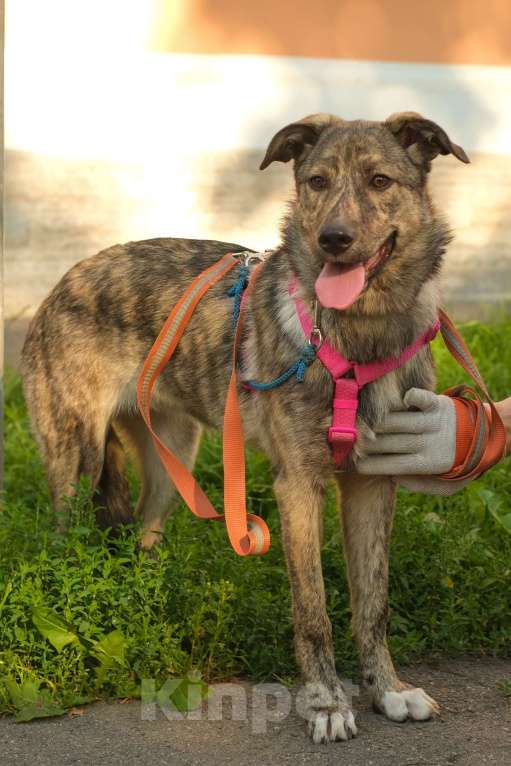 Собаки в Санкт-Петербурге: Нежная тигровая Николь из приюта в добрые руки Девочка, Бесплатно - фото 4