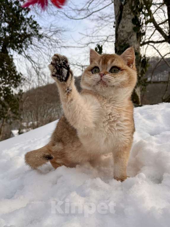 Кошки в Геленджике: Британская золотая шиншилла Мальчик, 45 000 руб. - фото 4