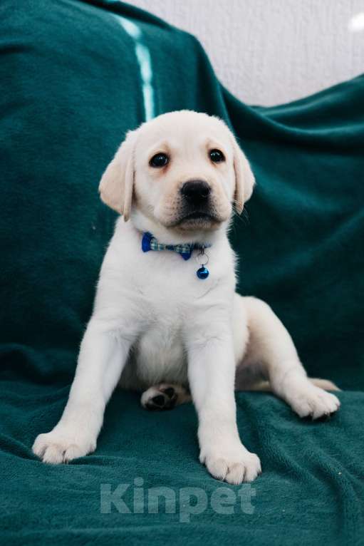 Собаки в Москве: Лабрадор-ретривер, щенок Мальчик, Бесплатно - фото 4