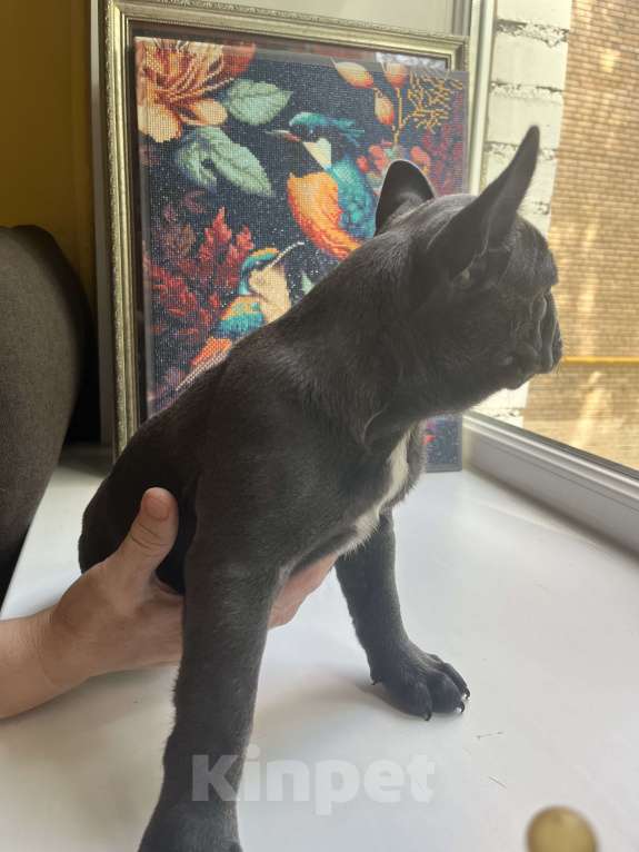 Собаки в Москве: Французский бульдог щенок Мальчик, 50 000 руб. - фото 6