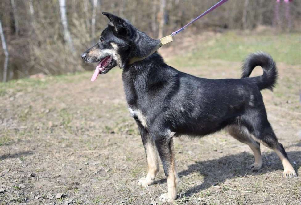 Собаки в Ногинске: Активная, позитивная и очень контактная собачка Нора ждет свою семью в приюте. Девочка, Бесплатно - фото 2