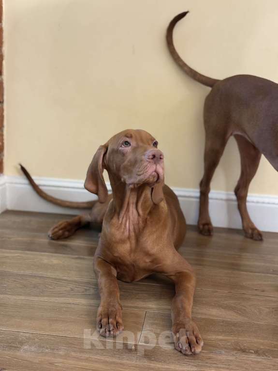 Собаки в Москве: Холли  Девочка, Бесплатно - фото 2