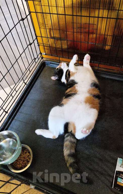 Кошки в Москве: Трехцветная кошечка в добрые руки Девочка, Бесплатно - фото 2