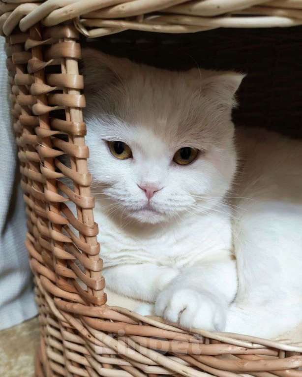 Кошки в Москве: Зимушку никто не замечает Девочка, Бесплатно - фото 3