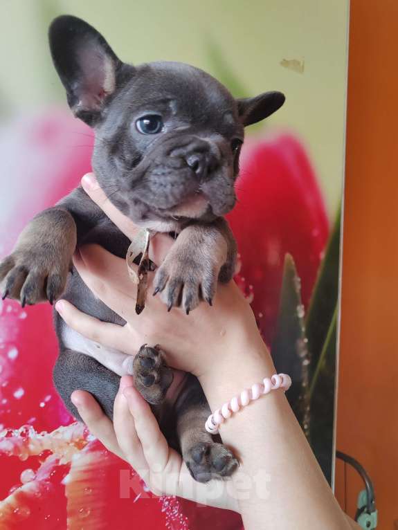 Собаки в Уссурийске: Готовы к продаже щенки французский бульдог Мальчик, 45 000 руб. - фото 5