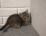 Кошки в Самаре: Котята в добрые руки Девочка, Бесплатно - фото 3