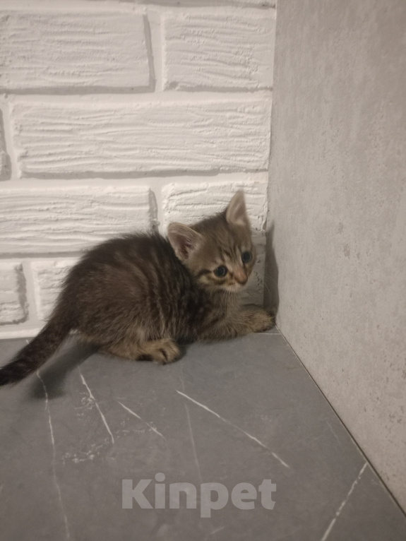 Кошки в Самаре: Котята в добрые руки Девочка, Бесплатно - фото 3