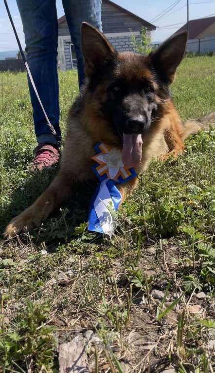 Собаки в Иркутске: Немецкая овчарка Девочка, 50 000 руб. - фото 2