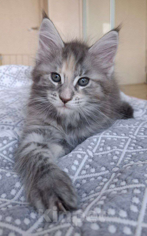 Кошки в Геленджике: Продаётся котёнок мейн-кун, девочка, серебристый окрас fs 24, из питомника EdenLight (Геленджик) Девочка, Бесплатно - фото 7