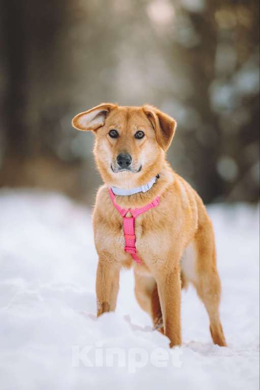Собаки в Москве: Нежная собака Фаня ищет дом Девочка, Бесплатно - фото 2