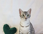 Кошки в Санкт-Петербурге: Кошечка редкой породы Египетская мау  Девочка, Бесплатно - фото 1