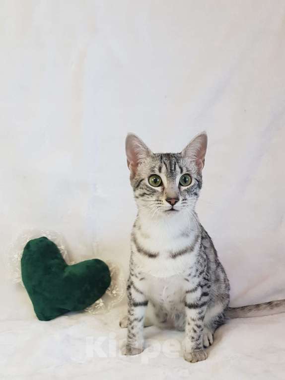 Кошки в Санкт-Петербурге: Кошечка редкой породы Египетская мау  Девочка, Бесплатно - фото 1