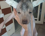 Собаки в Новошахтинске: Голый ксолоитцкуинтли  Мальчик, 18 руб. - фото 2