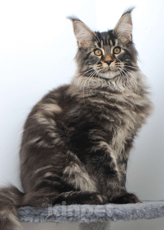 Кошки в Москве: Шубастый котенок мейн-кун  Мальчик, 70 000 руб. - фото 4