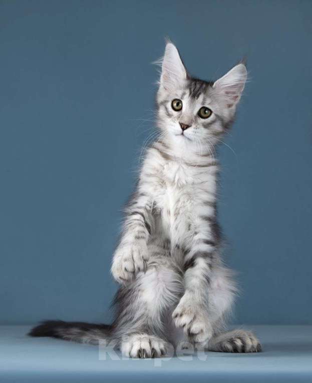 Кошки в Москве: котята мейн кун Девочка, 60 000 руб. - фото 3