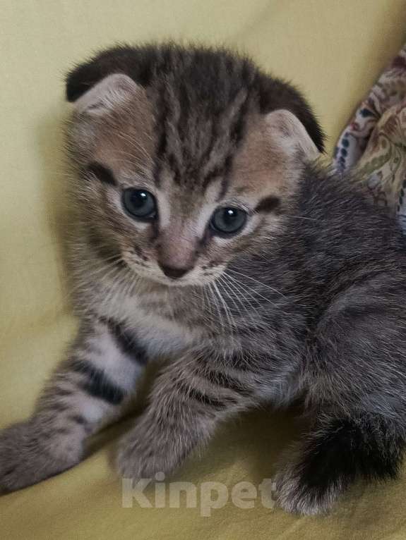 Кошки в Санкт-Петербурге: Кошечка в добрые руки Мальчик, 500 руб. - фото 2