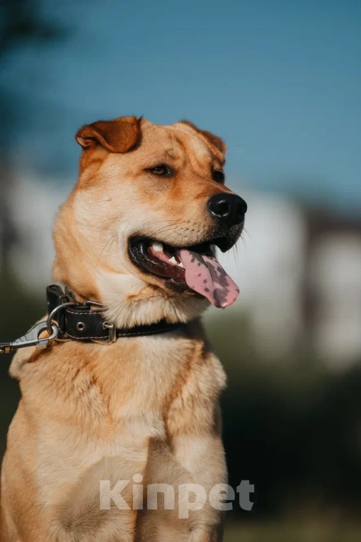 Собаки в Бору: Метис шарпея в добрые руки Мальчик, Бесплатно - фото 2