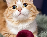 Кошки в Санкт-Петербурге: Фенотип сибирской кошки. Котёнок девочка. Привита, кастрирована, здорова. 5 мес. Девочка, Бесплатно - фото 3