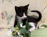 Кошки в Сосновом Бору: Котенок Кроха Девочка, Бесплатно - фото 4