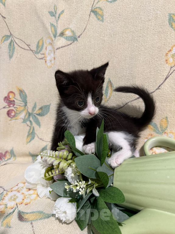 Кошки в Сосновом Бору: Котенок Кроха Девочка, Бесплатно - фото 4