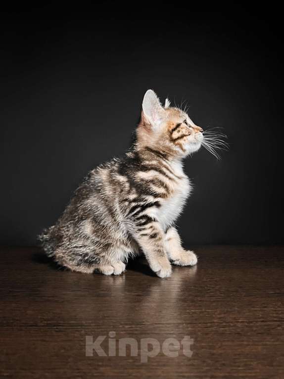 Кошки в Москве: Котята курильского бобтейла короткошерстные  Мальчик, Бесплатно - фото 4