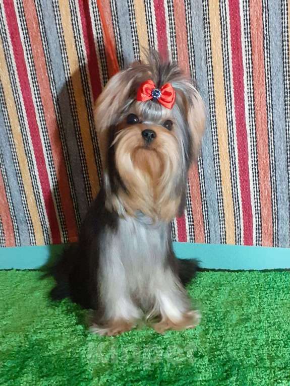 Собаки в Королеве: Девочка йорк, 9 мес. Девочка, 100 000 руб. - фото 4