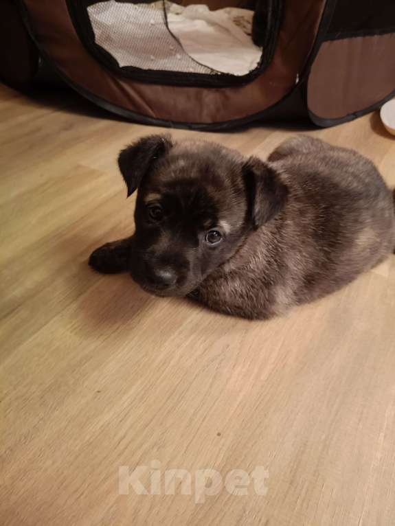 Собаки в Москве: Щенки в добрые руки Девочка, Бесплатно - фото 5