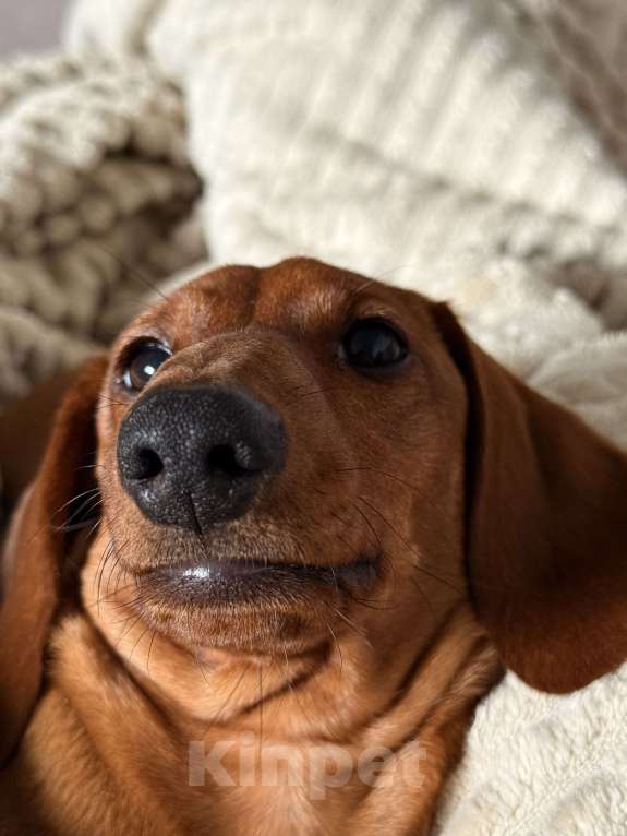 Собаки в Воронеже: Кобель для вязки❗️ Мальчик, 2 000 руб. - фото 2