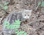 Кошки в Ижевске: От меня убежала кошка  Девочка, 5 000 руб. - фото 1