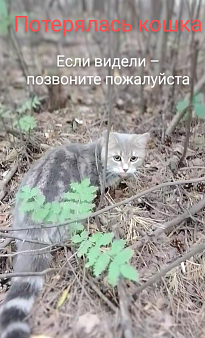Объявление: От меня убежала кошка , 5 000 руб., Ижевск