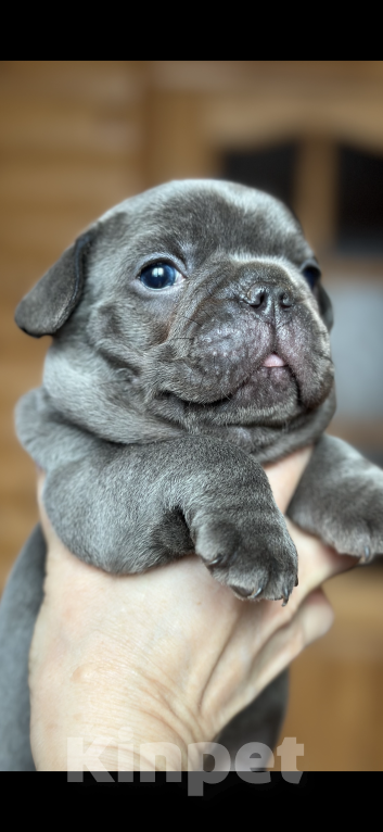 Собаки в Волгодонске: Голубой мальчик  Мальчик, 50 000 руб. - фото 1