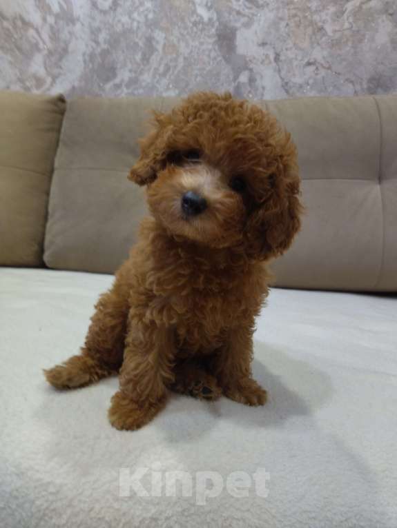 Собаки в Ковровом: Девочка той пудель Девочка, 80 000 руб. - фото 7