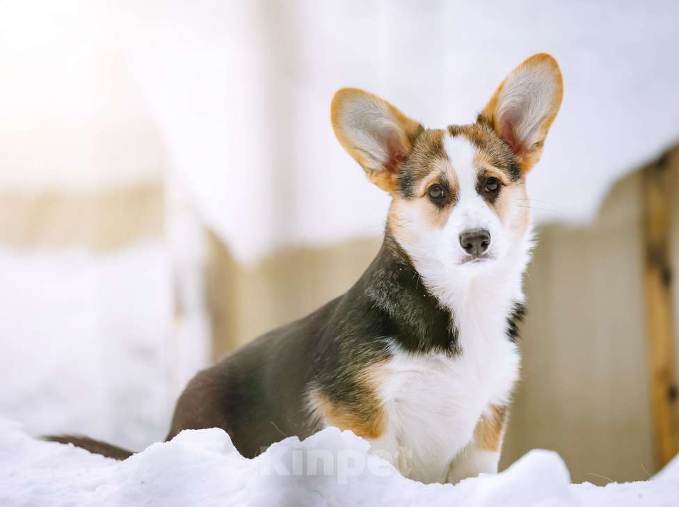 Собаки в Новосибирске: Вельш Корги Пемброк Дайнерис Бурерожденная  Девочка, 55 000 руб. - фото 5