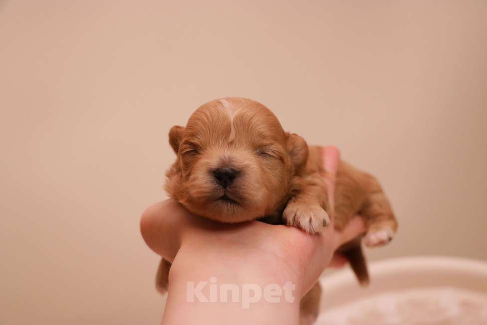 Собаки в Москве: Мальтипу девочка микро Корея Девочка, 150 000 руб. - фото 2